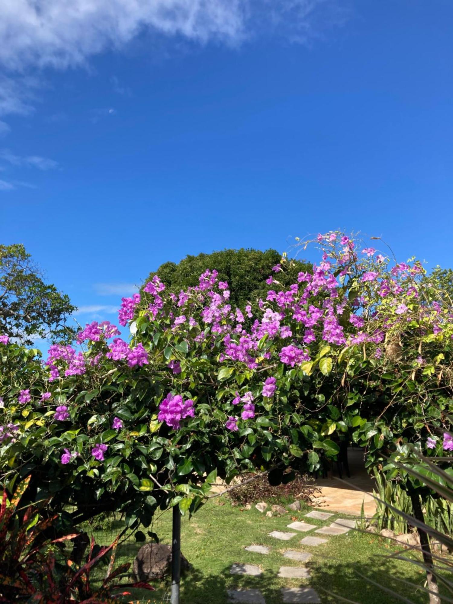 プラヤ・コロナド La Maracuya Panama Bed & Breakfast エクステリア 写真